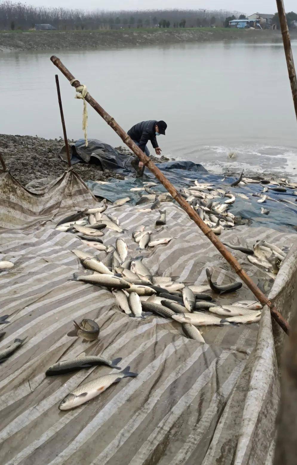 鱼苗下塘时的野蛮操作