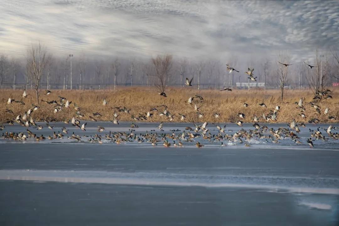 大黄堡湿地：春江水暖鸭先知，它们回来了！