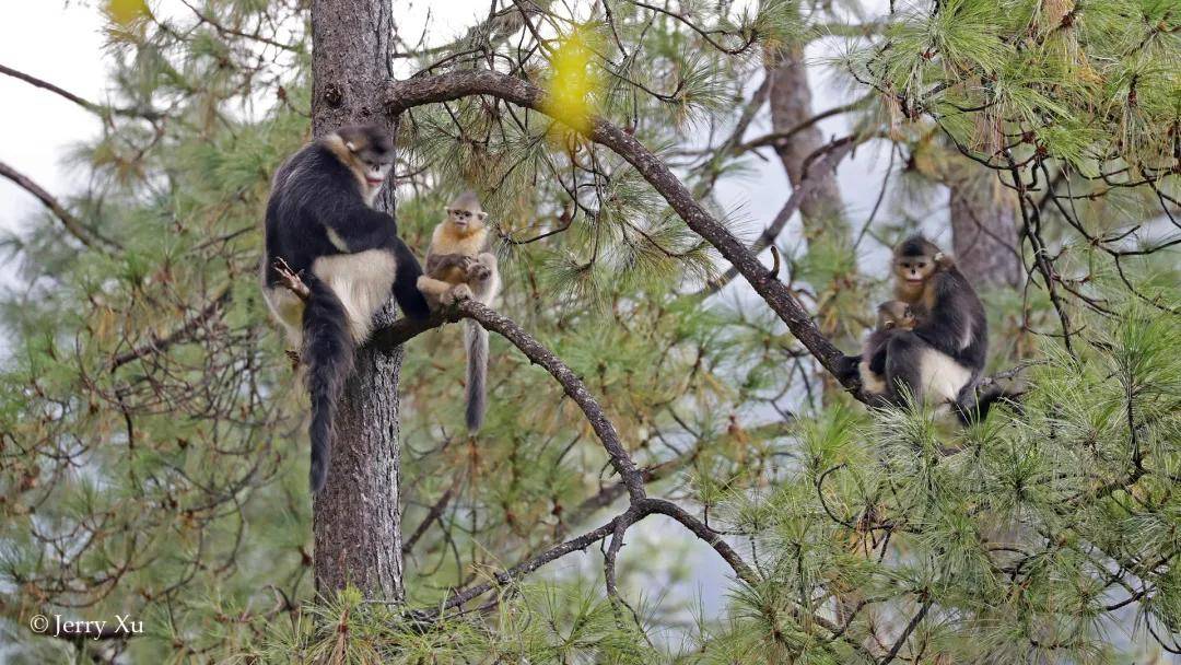 去年一年,《國家重點保護野生動物名錄》中,我們拍到了多少?