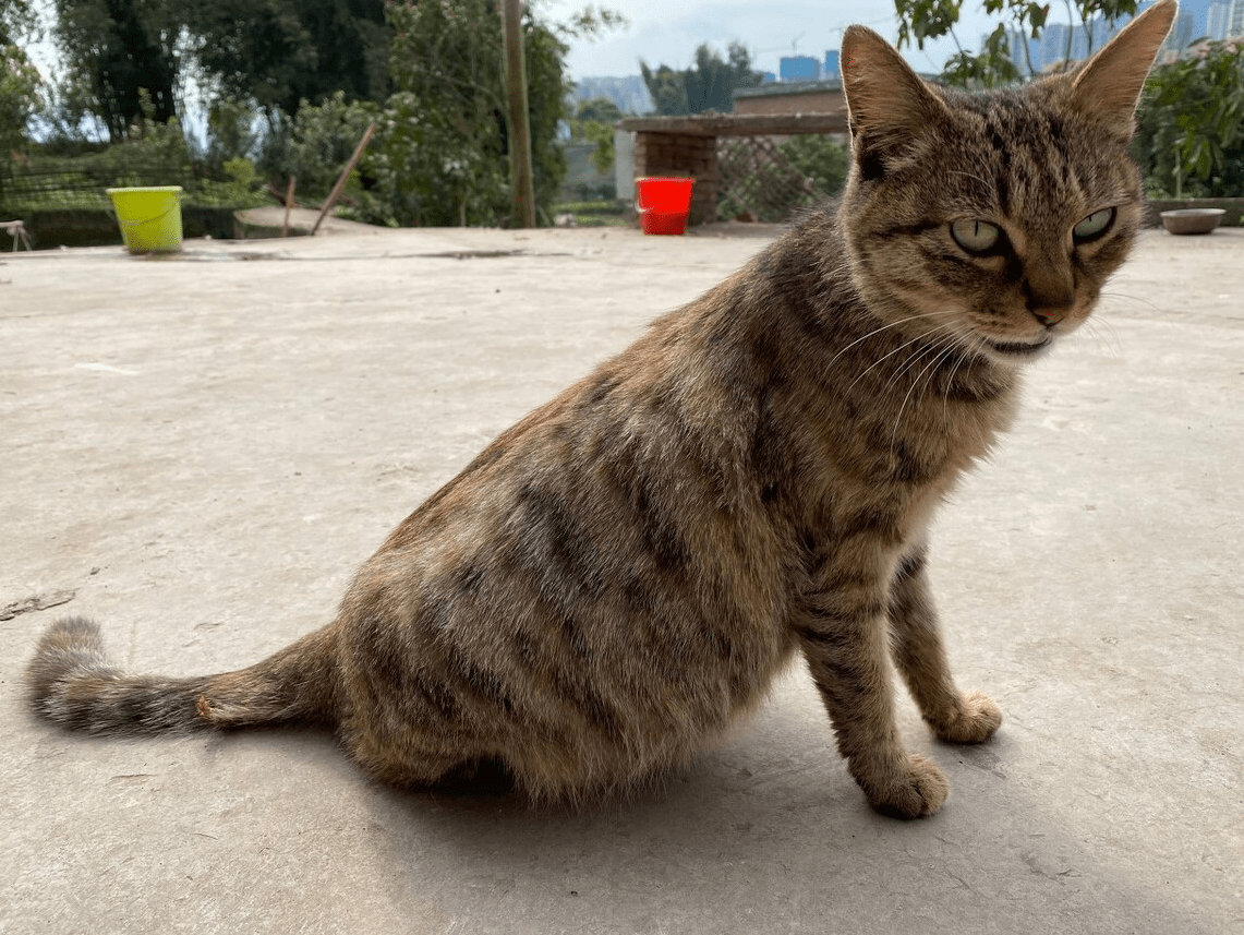 养过 狸花猫 的人都在为它骄傲 是真的很聪明 猫咪