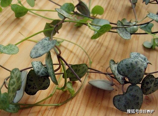 什么蔬菜不喜欢阳光 5fcae2bd4b3647369d451c3d6ae6c61b.jpeg