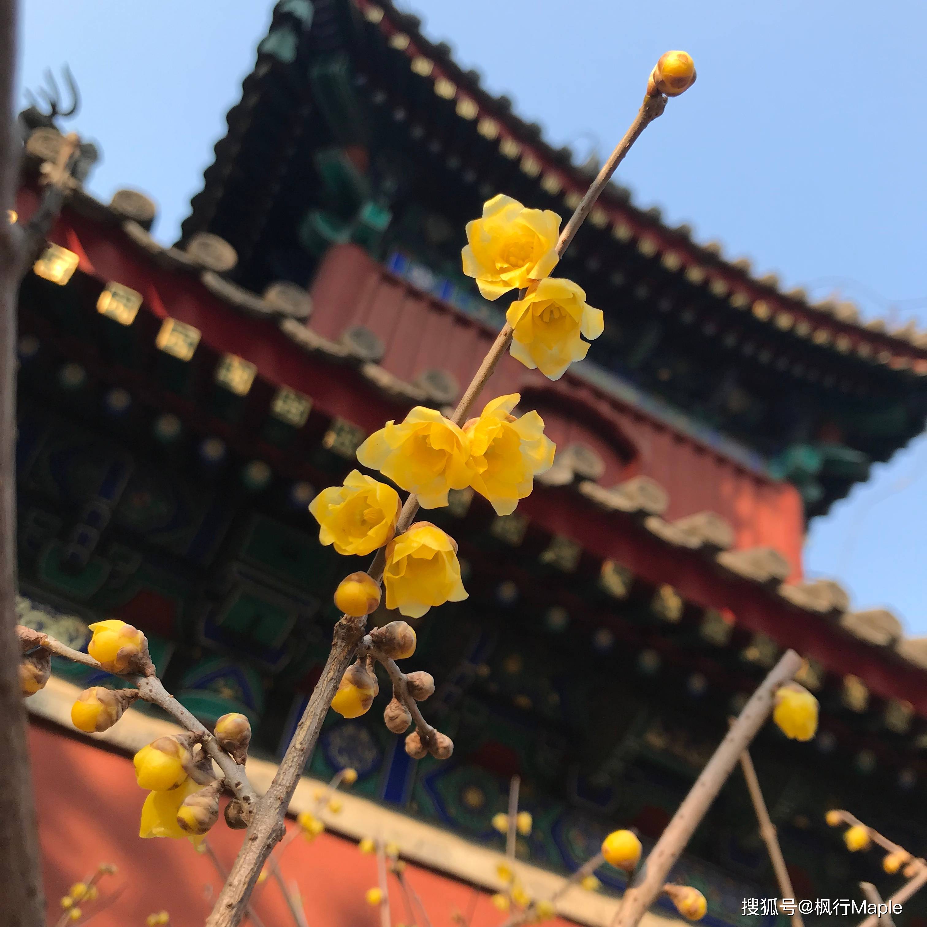 北京3月到7月，去哪看花？樱花、桃花、虞美人、绣球花开花攻略