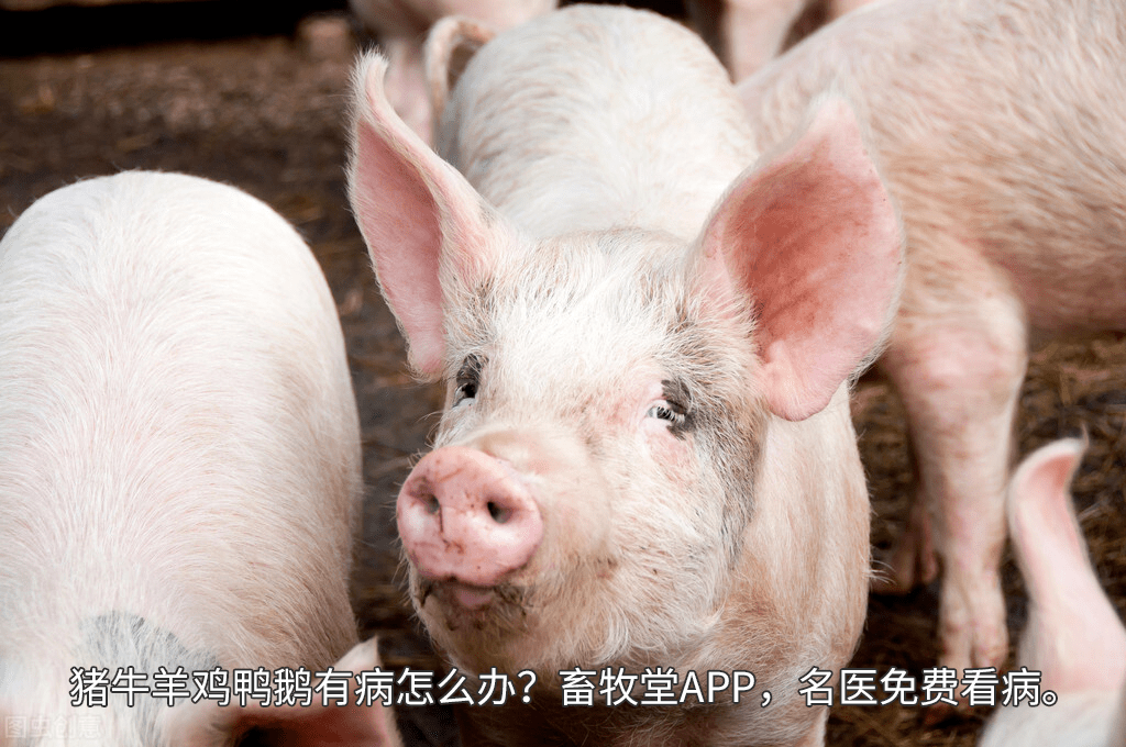 今日生猪最新价格东北 9b280a4f64024de4ae67847870bf9f53.png