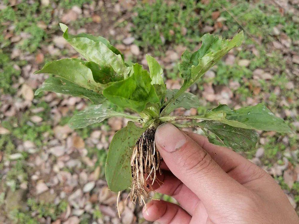 这草长得像菠菜 既能喂鸽子又能当野菜 路边很多 采摘要趁早 野草