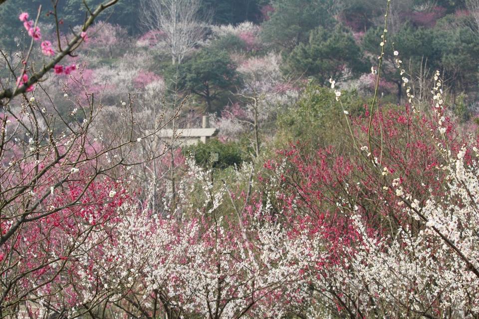 宁波第一梅园盛开！30多种梅花盛放，初春赏梅首选之地！