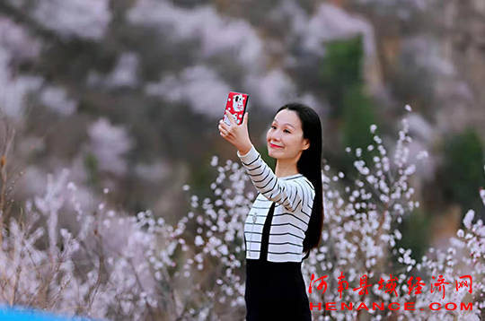 河南三门峡：陕州十里桃花盛开早