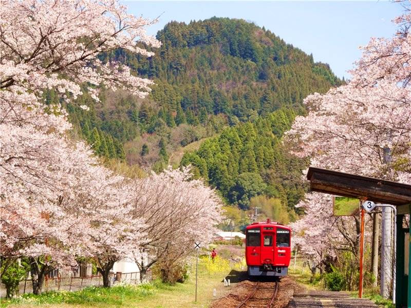 每年三月底，人们去东京奈良京都看樱花，我在九州的乡下小车站看樱花