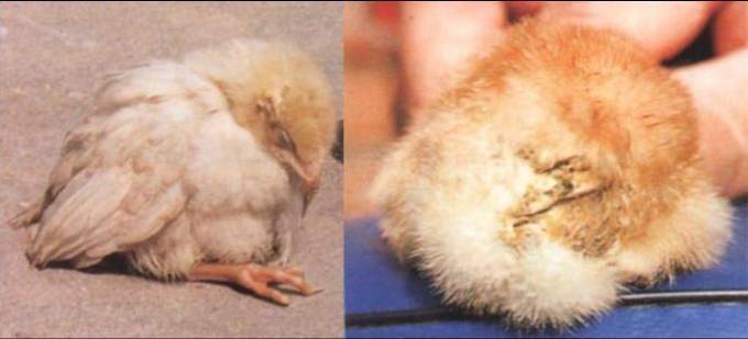 3,加强雏鸡的饲养管理育雏的温度,湿度,通风,光照,饲养密度应严格控制