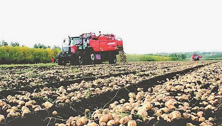 马铃薯种植基地本报资料片