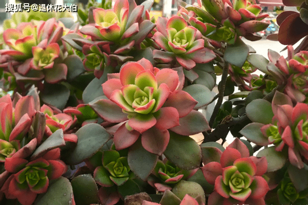 魔法师多肉哪种最好看 2a8acb46c1d54dd8b28297ec9333459c.png