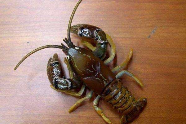 原创发配宁古塔人人都怕但宁古塔也有幸福的生活一般人不知道