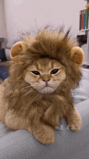 图片[1]-GIF搞笑段子：不要以为你化个妆，就能成为狮子。-妖次元