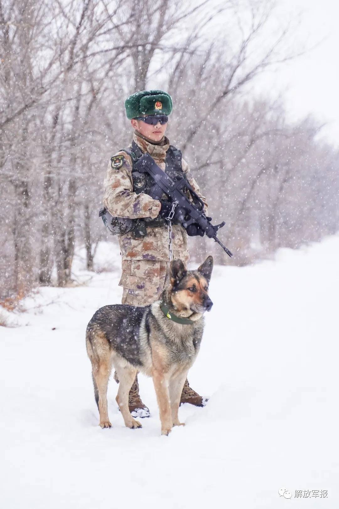 军犬浩晶总是活跃而机警巡逻路上犒劳这个小功臣训导员拿来早已