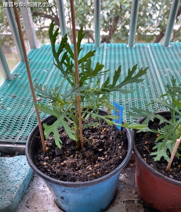 春天适合扦插 见到喜欢的花卉 掐几根枝条 教你扦插繁殖 叶子来