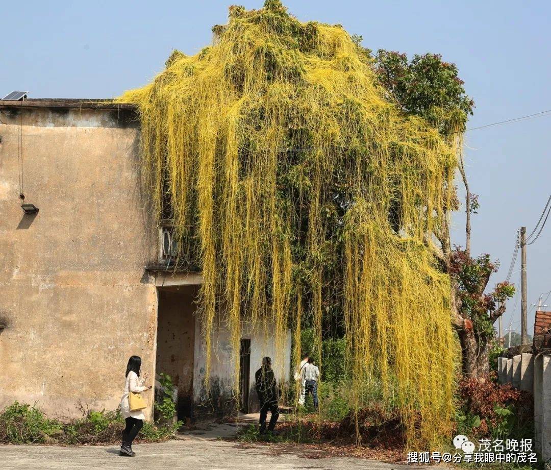 寄生植物龙眼树图片