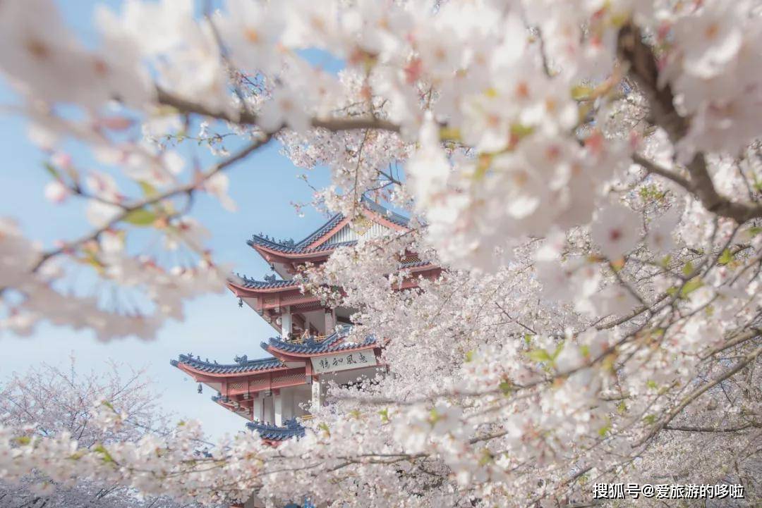 比日本更美的樱花就藏在这座安逸的江南小城，一到春天美成画！