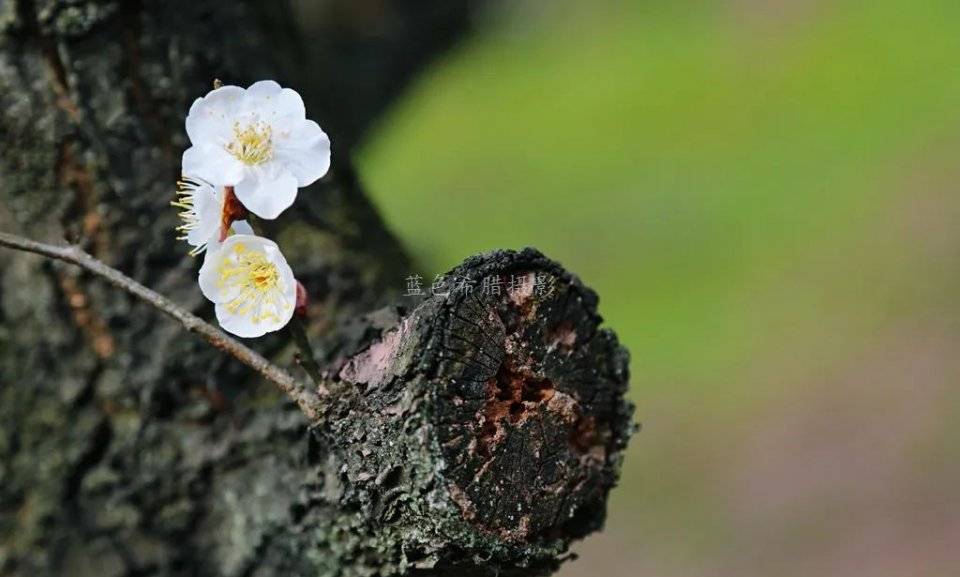 20张实拍梅花图带你走进上虞梅花谷，红梅白梅满园，春光无限好