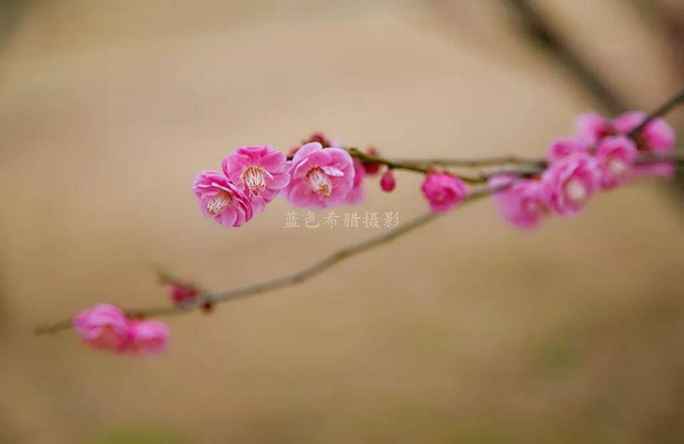 20张实拍梅花图带你走进上虞梅花谷，红梅白梅满园，春光无限好