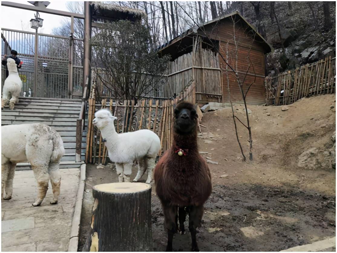 西峽旅遊三疑三探研學實踐|欒川竹海野生動物園親子研學活動_熊貓