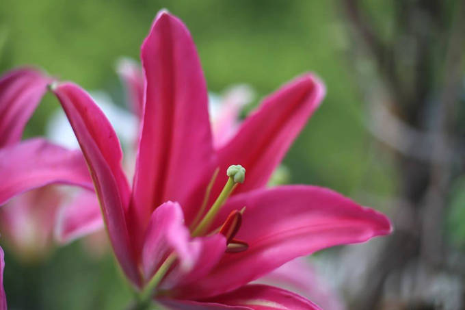 香水百合的文化背景以及花语 伟大的爱 高雅 象征