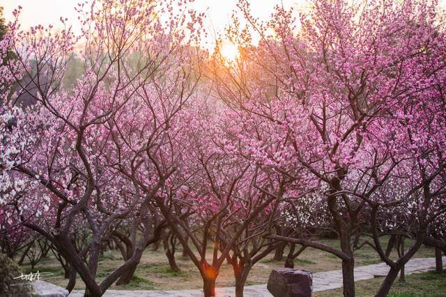 江南三大赏梅胜地之一，无锡梅园梅花进入最佳赏花期，美得太震撼