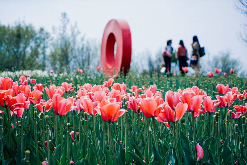 四月鲜花主场是谁？郁金香盛开，北京市区自驾1小时坐拥千亩花田
