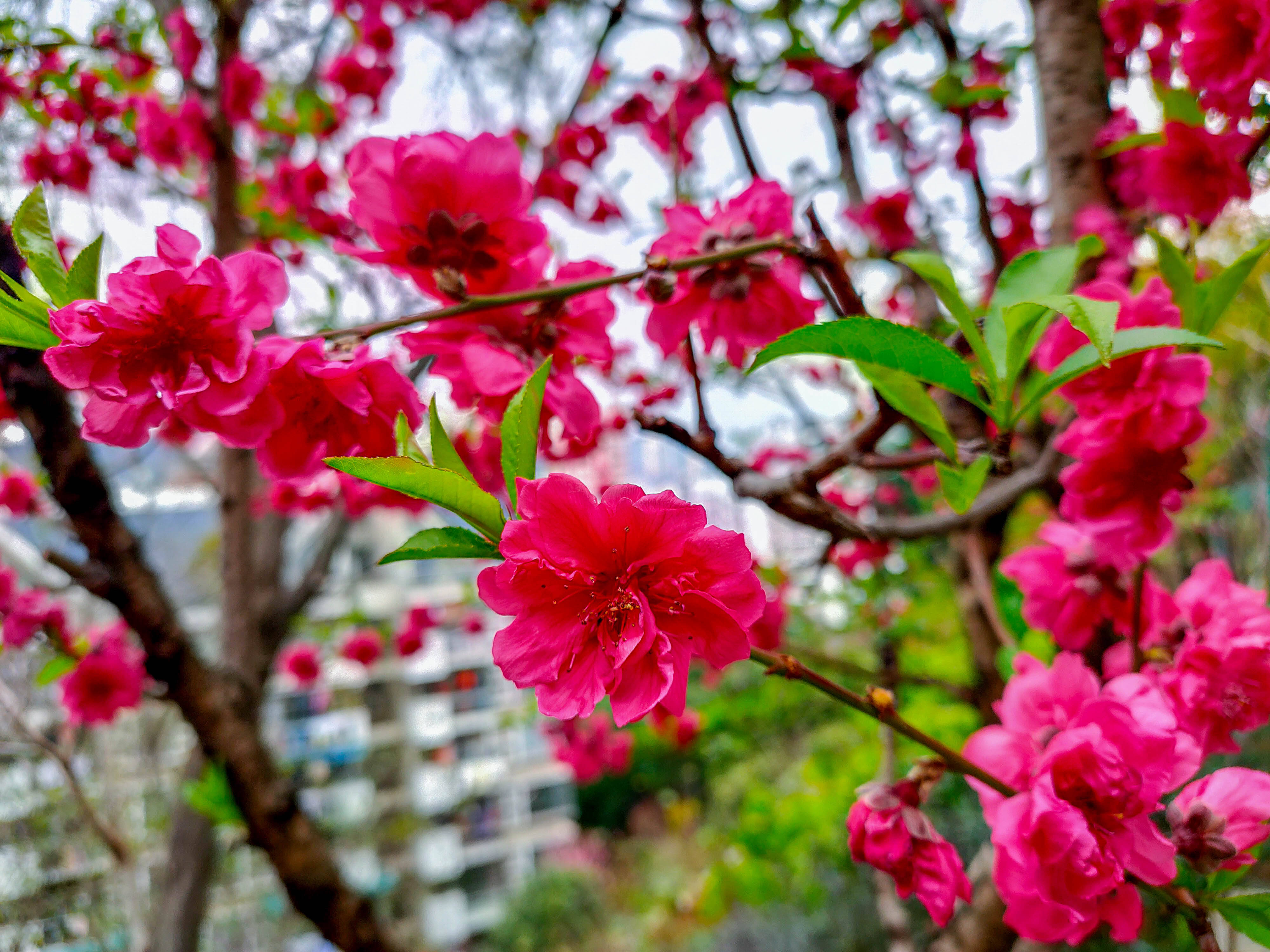 福州赏花拍照：乌山桃花盛开，春色满园