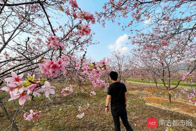 近3万株“广州樱”正怒放，粉色花海美如画