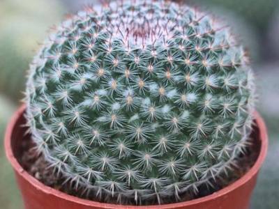 玉翁仙人球的养殖方法和注意事项