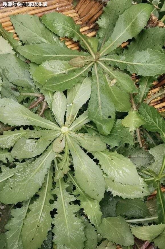 春天来了 挖一些 苦菜菜 泡水喝价值高 有清热的作用 野菜