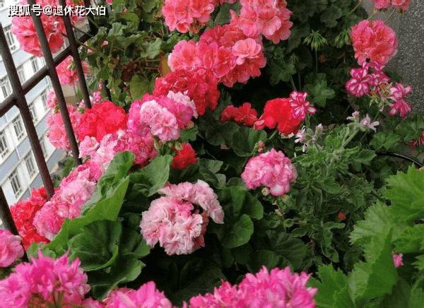 哪些花比较香 盆栽 17c0666ab9e54d22b737a51ee2fbcb8e.png