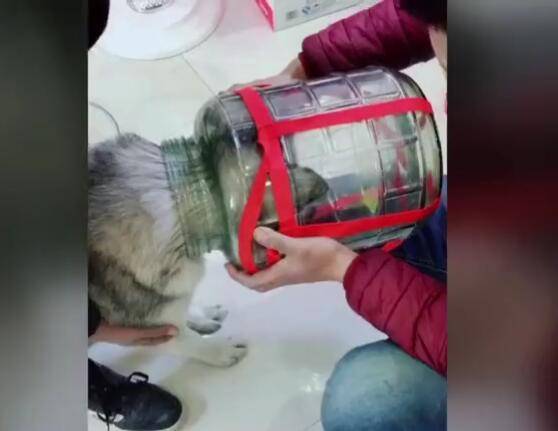 二哈頭卡進玻璃罐，主人無奈砸罐救狗，網友：還好不是古董！ 萌趣萌寵 第1张