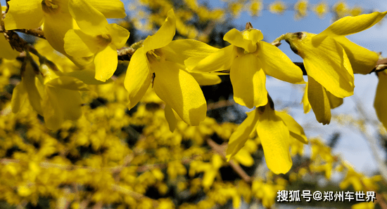 郑州公园廊道开启赏花模式