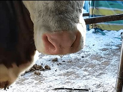 牛流口水就是口蹄疫吗_口腔