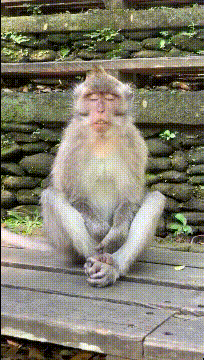 图片[1]-GIF搞笑段子：这只猴子已经辟谷三个月了，我感觉它马上要成仙了。-妖次元