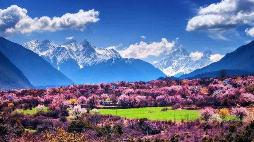 三月，想约你一起去西藏看桃花！