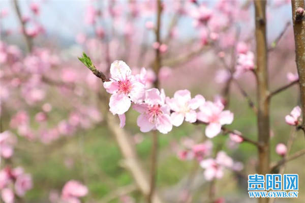 贵州三都：千亩桃花盛开 游客纷至沓来