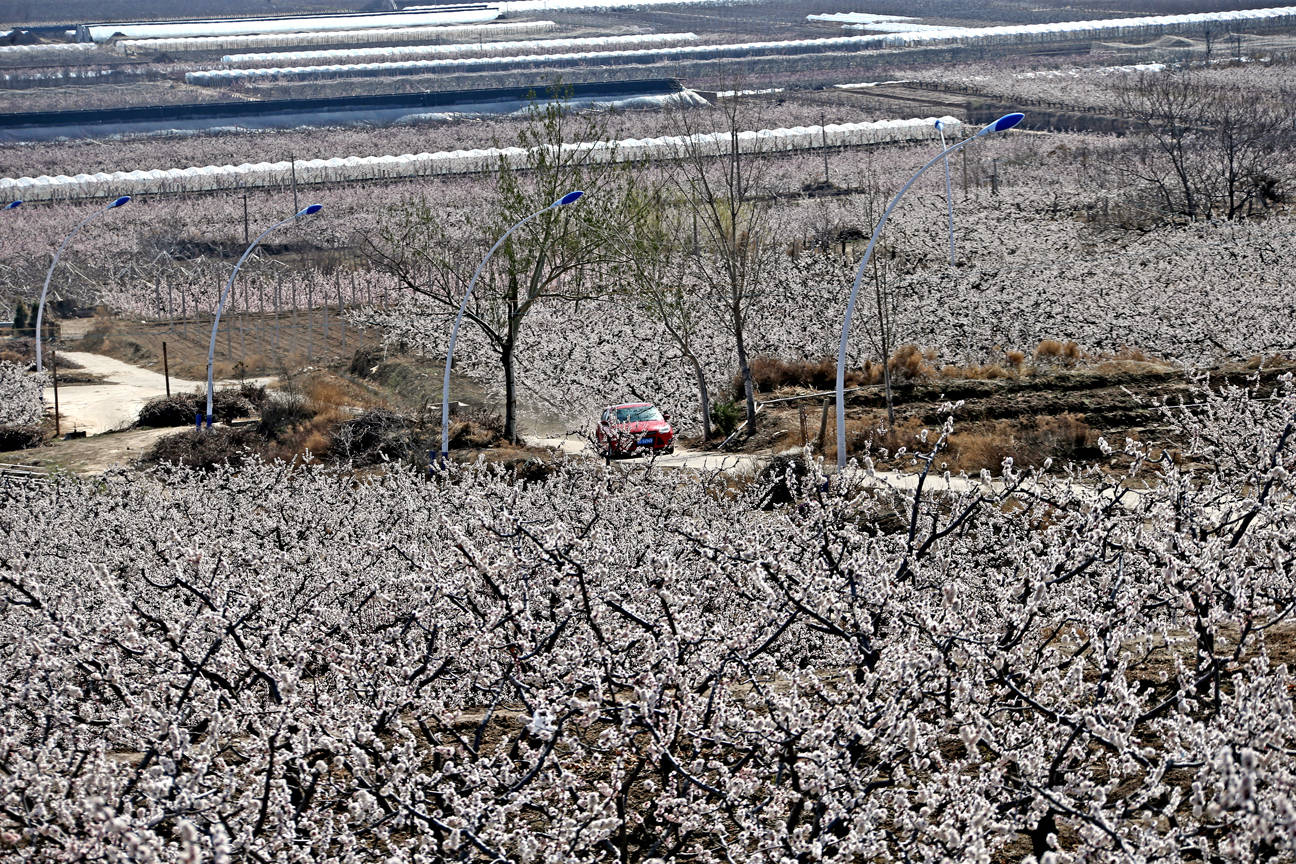 大荔双泉镇万亩杏花开满坡:农民鸡毛掸子"当令箭"