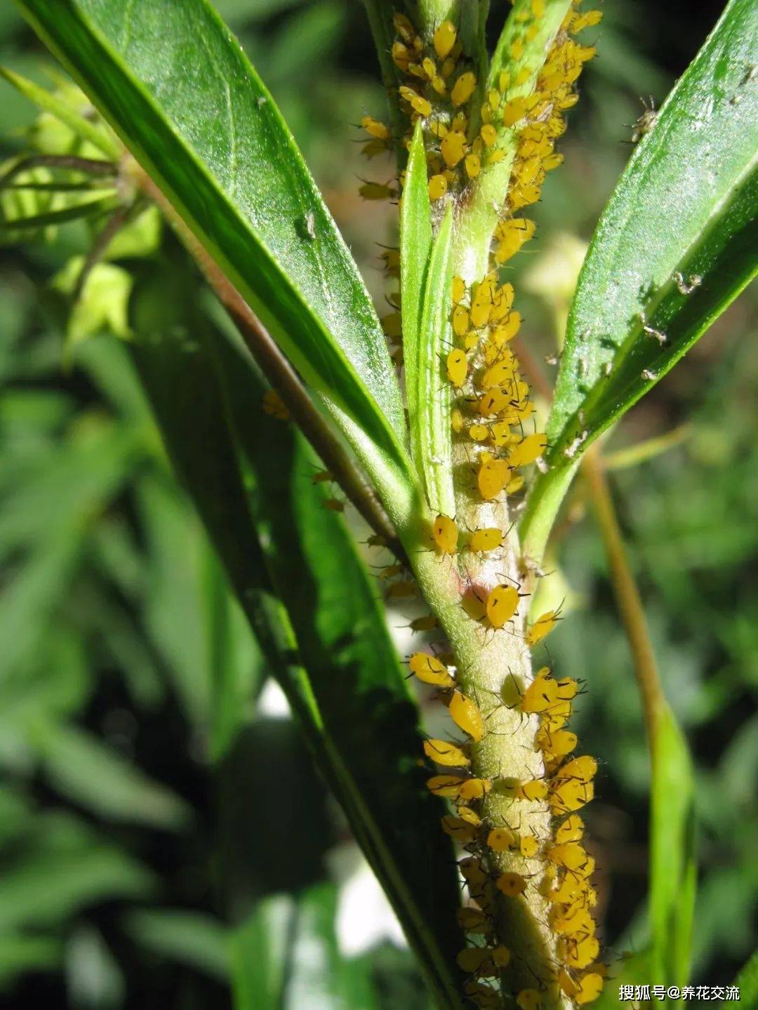 养植物必定经过的一种虫害 有特别容易清理 蚜虫防治指南 杀虫剂