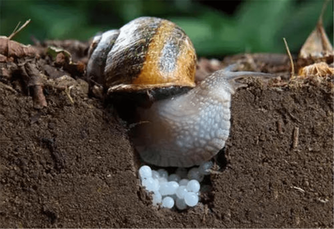 蜗牛是卵生还是胎生动物呢蜗牛是胎生动物还是卵