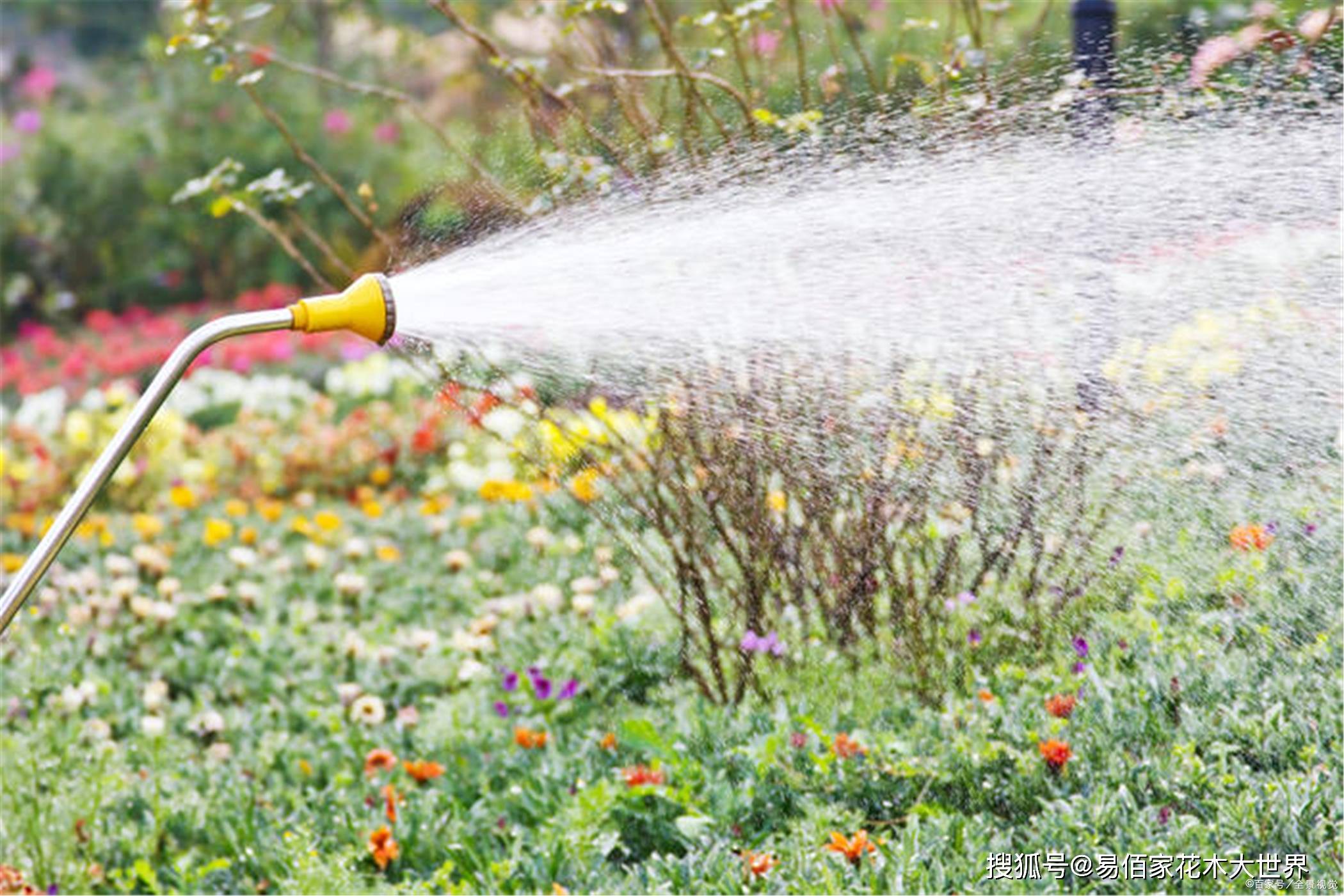 春暖花开返青水浇灌的正确方法与注意事项