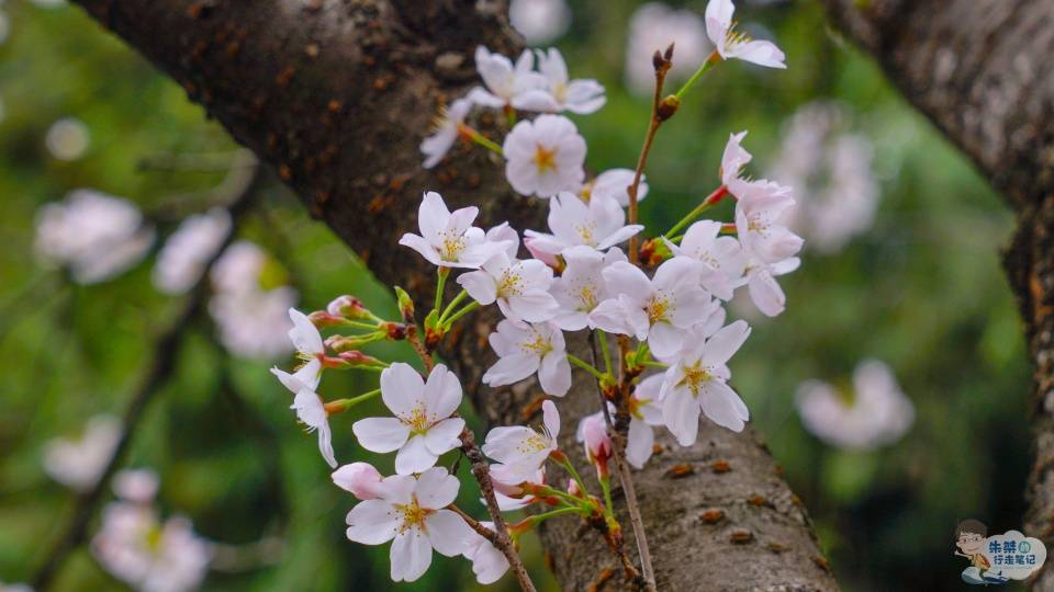 一年一度的赏樱之旅，国内六处赏樱胜地，个个风景优美不输日本