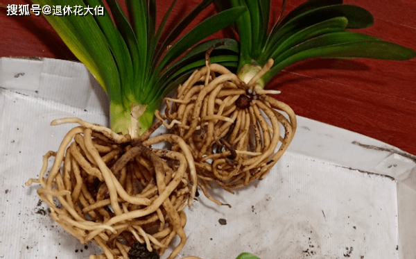 什么时候给花换盆最好 9122a36624134ed1b5c526a10c3a30af.png