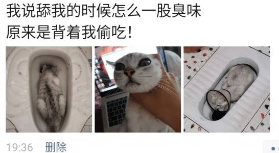 爆笑 猫咪舔我时有一股臭味 原来是背着我偷吃 哈哈哈这猫白养了 网友