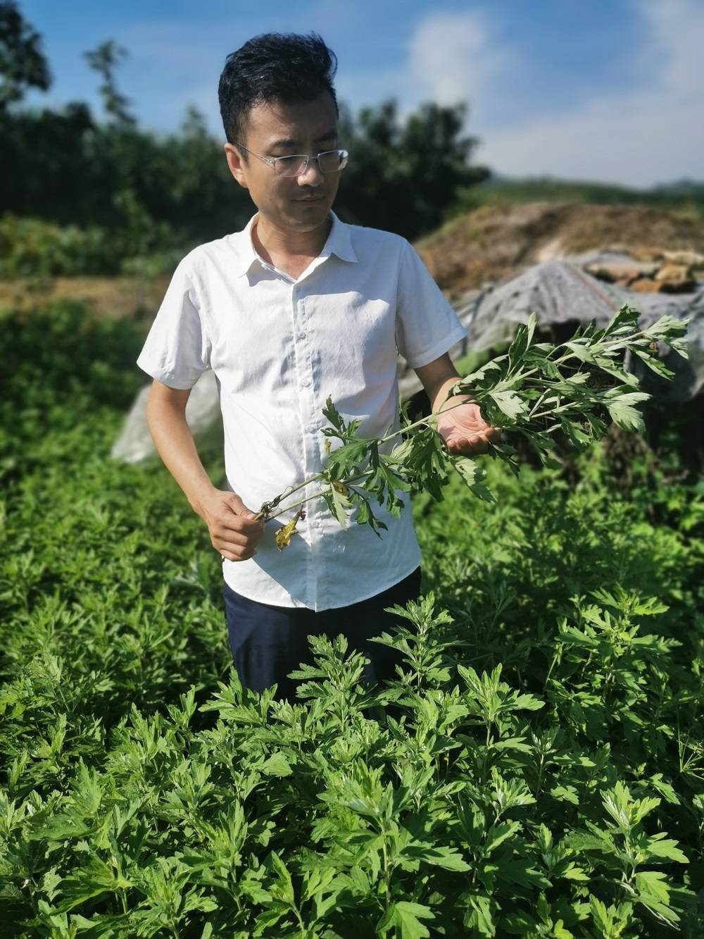 蕲艾老总_蕲艾唯艾熏灸仪艾灸椅