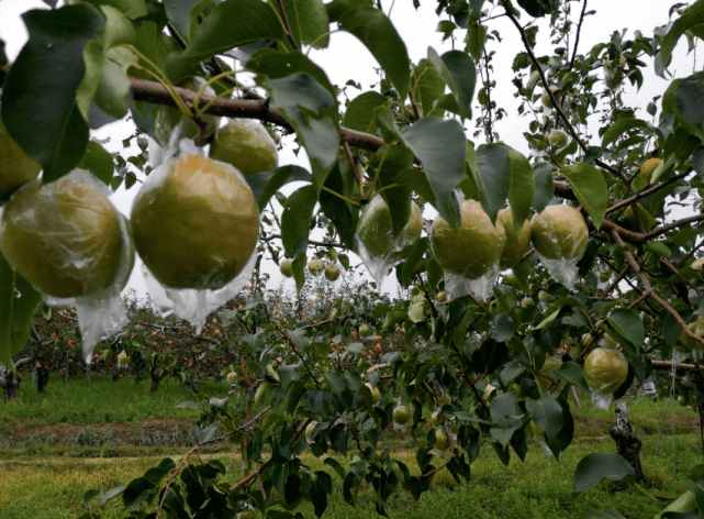 惊蛰必食玉露香惊蛰吃梨是山西人的荣光玉露香则是隰县人的自豪之光
