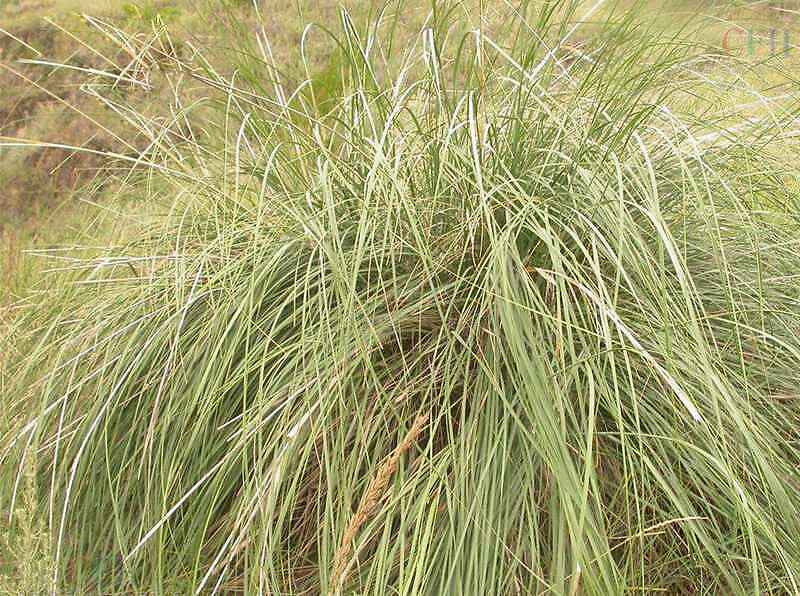 北方地区常见的草种用途广泛种植简单的芨芨草生命力极其顽强