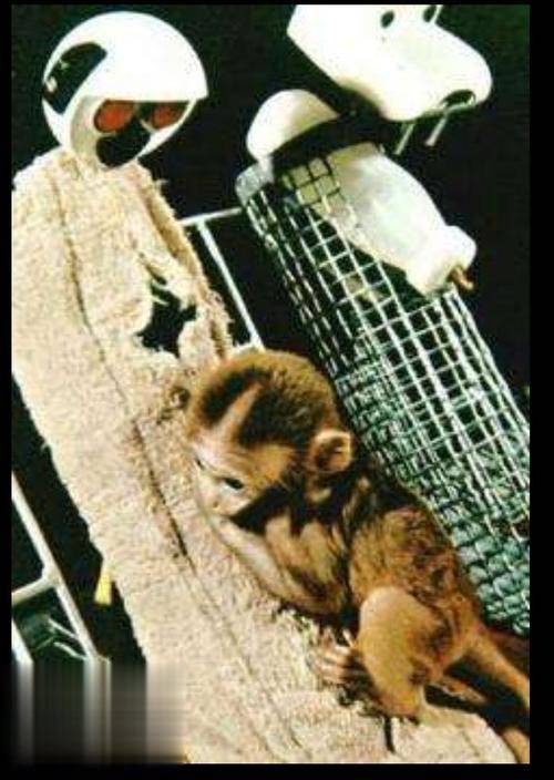 恒河猴实验:心理依恋对孩子成长多重要?20年后不同结果很扎心