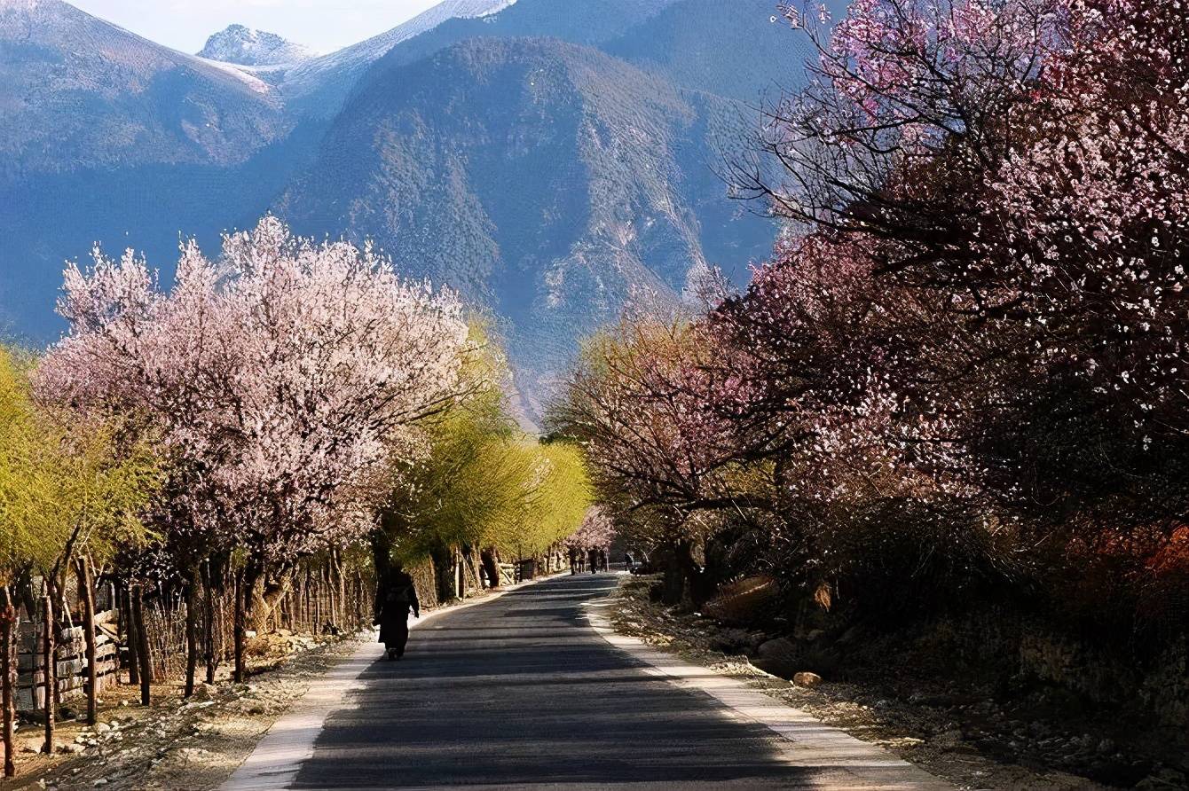 为什么很多人不远千里跑去西藏看桃花