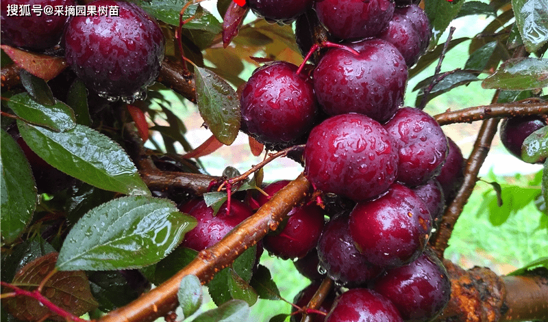 黑珍珠大钙果树苗品种哪里有